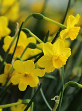 X 100 NARCISSUS MORE AND MORE