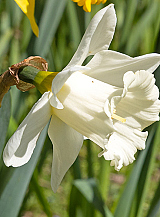 X 100 NARCISSUS MOUNT HOOD