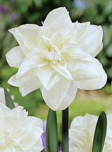 X 100 NARCISSUS OBDAM