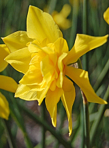 X 100 NARCISSUS ODORUS PLENUS