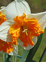 X 100 NARCISSUS ORANGERY