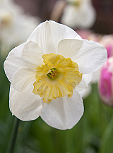 X 100 NARCISSUS PAPILLON BLANC