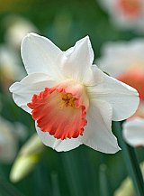 X 100 NARCISSUS PINK CHARM