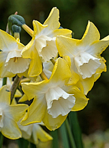 X 100 NARCISSUS PIPIT