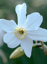 X 100 NARCISSUS POLAR ICE