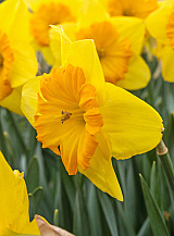 X 100 NARCISSUS PRIDE OF LIONS