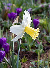X 100 NARCISSUS PRINSES AMALIA