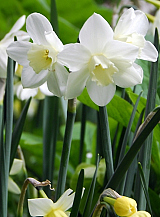 X 100 NARCISSUS PUEBLO