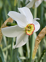 X 100 NARCISSUS RECURVUS (PHAESANTS EYE)