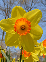 X 100 NARCISSUS RED DEVON