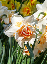 X 100 NARCISSUS REPLETE