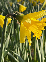 X 100 NARCISSUS RIJNVELDS EARLY SENSATION