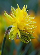 X 100 NARCISSUS RIP VAN WINKLE