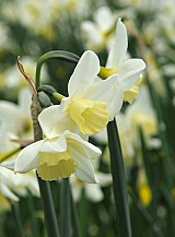X 100 NARCISSUS SAILBOAT