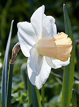 X 100 NARCISSUS SALOME