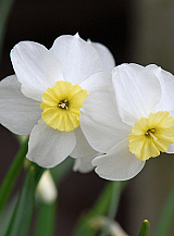 X 100 NARCISSUS SEGOVIA
