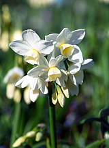 X 100 NARCISSUS SILVER CHIMES