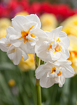 X 100 NARCISSUS SIR WINSTON CHURCHILL