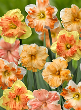 X 100 NARCISSUS SPLEETKRONIG GEMENGD