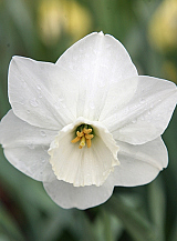 X 100 NARCISSUS STAINLESS