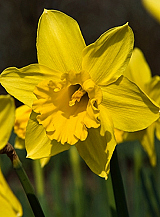 X 100 NARCISSUS STANDARD VALUE