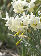 X 100 NARCISSUS STARLIGHT SENSATION