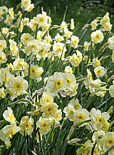 X 100 NARCISSUS SUN DISC