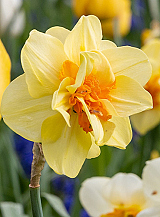 X 100 NARCISSUS TAHITI