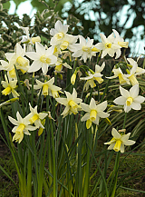 X 100 NARCISSUS TOTO