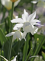 X 100 NARCISSUS TRIANDRUS THALIA