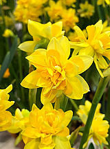 X 100 NARCISSUS TÊTE BOUCLÉ