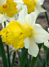 X 100 NARCISSUS VICTORIA