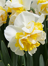 X 100 NARCISSUS WESTWARD