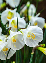 X 100 NARCISSUS WHITE PETTICOAT