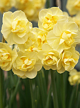 X 100 NARCISSUS YELLOW CHEERFULNESS