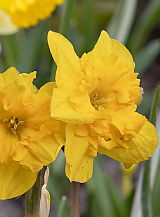 X 100 NARCISSUS YELLOW PARROT