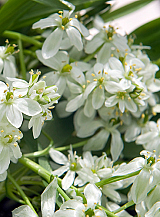 X 100 ORNITHOGALUM BALANSAE