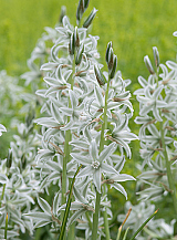 X 100 ORNITHOGALUM NUTANS