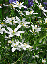 X 100 ORNITHOGALUM UMBELLATUM