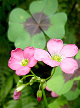 X 100 OXALIS DEPPEI IRON CROSS