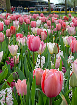 X 100 PINK DREAMS