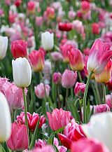 X 100 PINKS AND A TOUCH OF WHITE