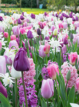 X 100 PURPLISH