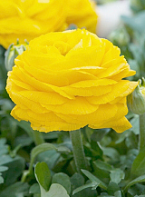X 100 RANUNCULUS GEEL