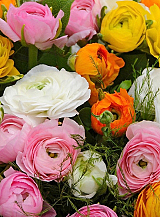 X 100 RANUNCULUS GEMENGD