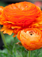 X 100 RANUNCULUS ORANJE
