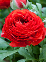 X 100 RANUNCULUS ROOD