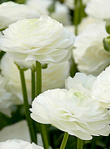 X 100 RANUNCULUS WIT