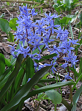 X 100 SCILLA BIFOLIA