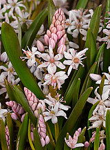 X 100 SCILLA BIFOLIA ROSEA